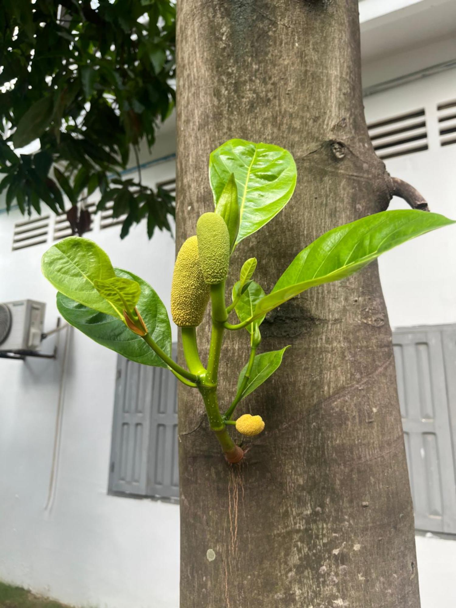 Por Chey Guesthouse バッタンバン エクステリア 写真